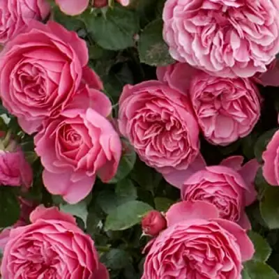 Роза ЛЕОНАРДО ДА ВИНЧИ флорибунда в Пинске