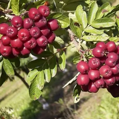 Рябина БУРКА сладкоплодная в Пинске