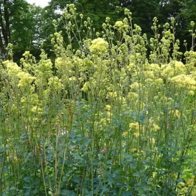 Василистник ГЛАУКУМ желтый в Пинске