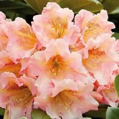 Рододендрон ФЛАУТАНДО в Пинске