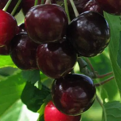 Черешня ВАЛЕРИЙ ЧКАЛОВ в Пинске