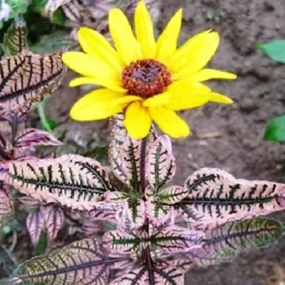 Гелиопсис САММЕР ПИНК в Пинске