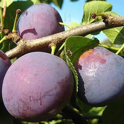 Слива СТАРТОВАЯ в Пинске