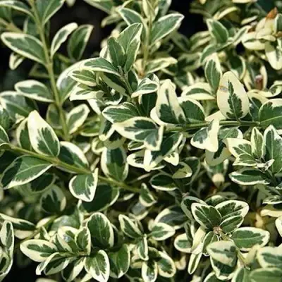 Бирючина ВАРИЕГАТУМ овальнолистная в Пинске