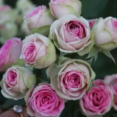 Роза МИМИ ЭДЕН спрей в Пинске