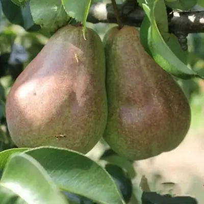 Груша БРЯНСКАЯ КРАСАВИЦА в Пинске