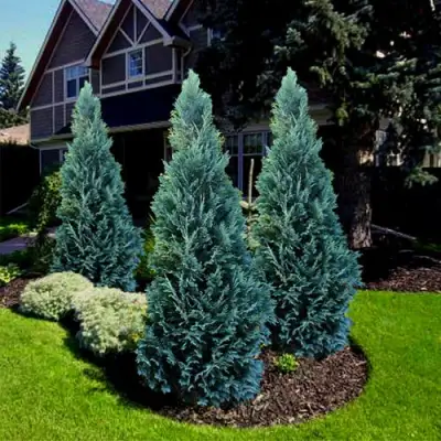 Кипарисовик ВАН ПЕЛЬТС БЛЮ лавсона в Пинске