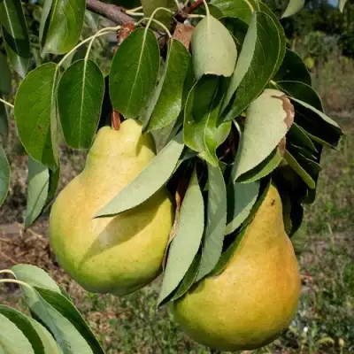 Груша ДЮШЕС ЛЕТНИЙ в Пинске