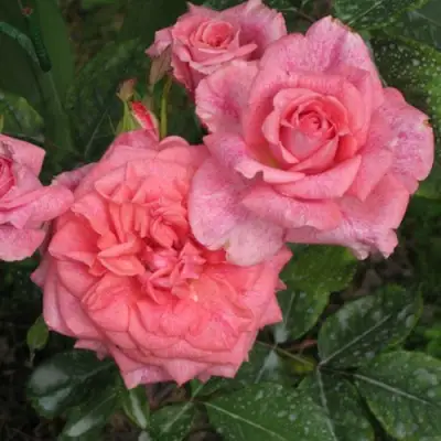 Роза ПЬЕР КАРДЕН чайно-гибридная в Пинске