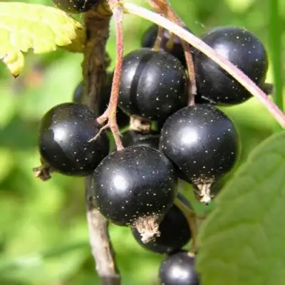 Смородина чёрная ПАМЯТЬ ВАВИЛОВА в Пинске