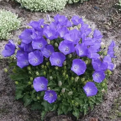 Колокольчик САНТА карпатский в Пинске