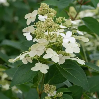 Гортензия ПРИМ ВАЙТ метельчатая в Пинске