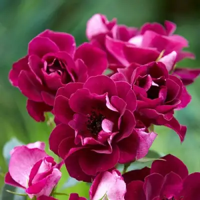 Роза БУРГУНДИ АЙС флорибунда в Пинске