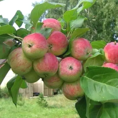 Яблоня ГРУШОВКА МОСКОВСКАЯ в Пинске