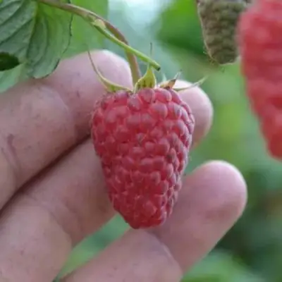 Малина КОРПИКО в Пинске