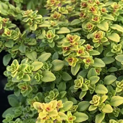 Тимьян АРЧЕРЗ ГОЛД в Пинске