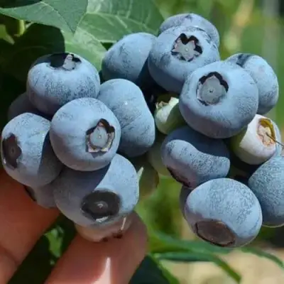 Голубика СИЕРРА в Пинске