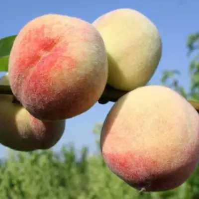 Персик ДОНЕЦКИЙ БЕЛЫЙ в Пинске