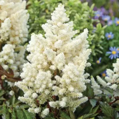 Астильба ХЭППИ ДЕЙ Арендса в Пинске