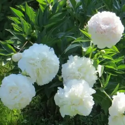 Пион МУН ОВЕР БАРРИНГТОН травянистый в Пинске