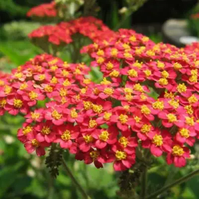 Тысячелистник ПАПРИКА обыкновенный в Пинске