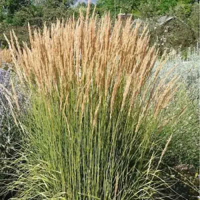 Вейник АВАЛАНШ остроцветковый в Пинске