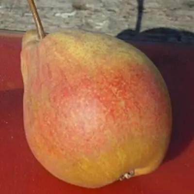 Груша ТАТЬЯНА в Пинске