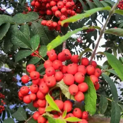 Рябина НЕВЕЖИНСКАЯ сладкоплодная в Пинске