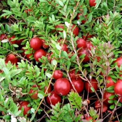 Клюква СТИВЕНС в Пинске