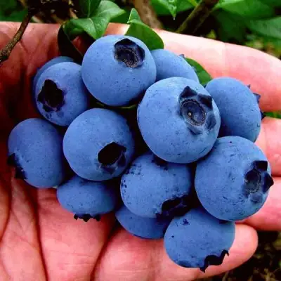 Голубика РЕКА в Пинске