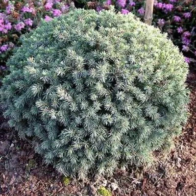 Ель ЭХИНИФОРМИС сизая в Пинске