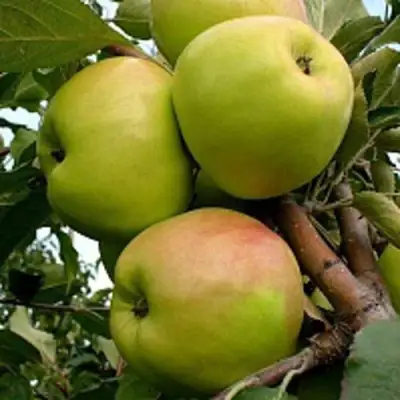 Яблоня БРАТ ЧУДНОГО стелющаяся в Пинске