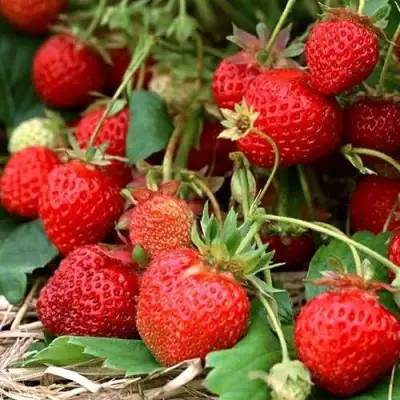 Клубника САН АНДРЕАС ремонтантная в Пинске