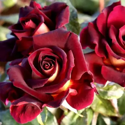 Роза ЭДДИ МИТЧЕЛЛ чайно-гибридная в Пинске