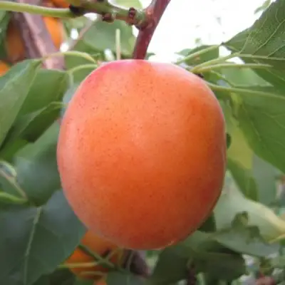 Абрикос ГОЛД РИЧ в Пинске
