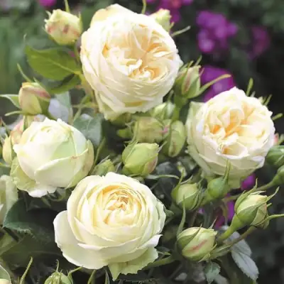 Роза ВЕНДИНГ ПИАНО чайно-гибридная в Пинске