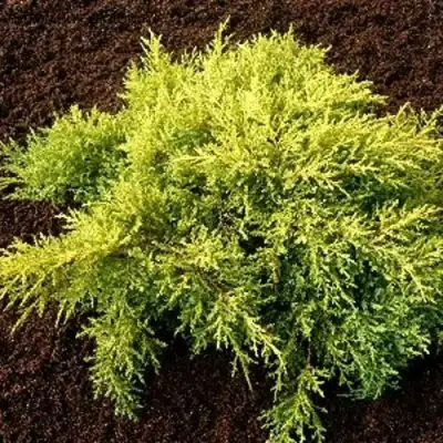 Можжевельник МОРДИГАН ГОЛД средний в Пинске