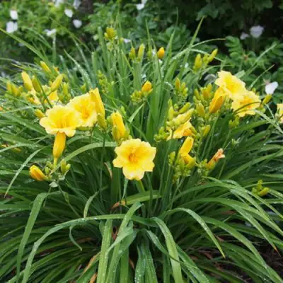 Лилейник СТЕЛЛА ДЕ ОРО гибридный в Пинске