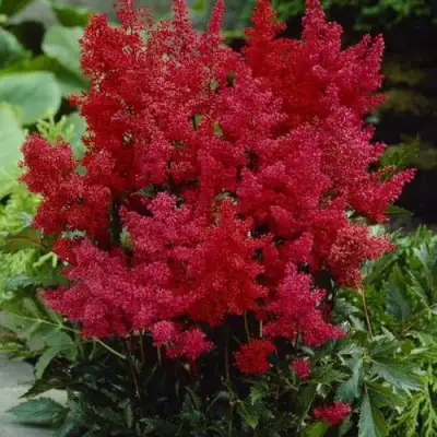 Астильба ГРАНАТ Арендса в Пинске