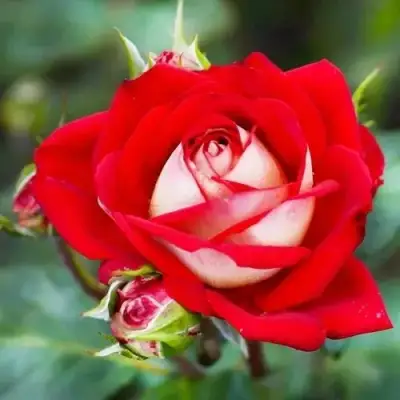 Роза АЛЬЯНС чайно-гибридная в Пинске