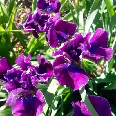 Ирис БАНДЛ ОВ ДЖОЙ сибирский в Пинске