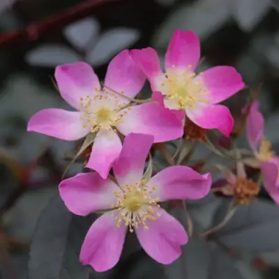 Роза сизая в Пинске