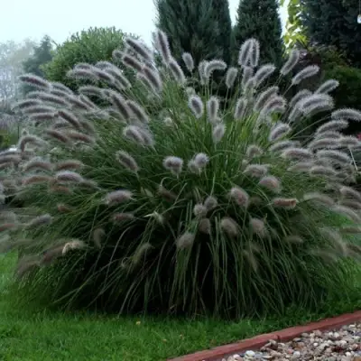 Пеннисетум ЛЕДИ Ю в Пинске