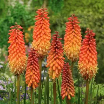 Книфофия АЛЬКАЗАР гибридная в Пинске