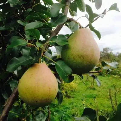 Груша ЛИРА в Пинске
