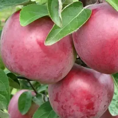 Яблоня АЛЕСЯ в Пинске