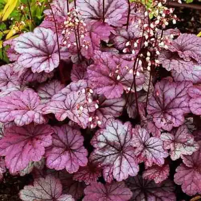 Гейхера ШУГА ФРОСТИНГ в Пинске