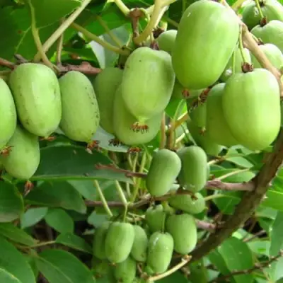 Актинидия КИЕВСКАЯ КРУПНОПЛОДНАЯ аргута в Пинске