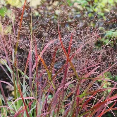 Просо РЕБРАУН прутьевидное в Пинске