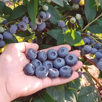 Голубика БОНУС в Пинске